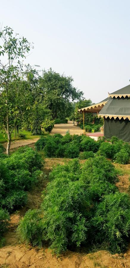 Orchard Tents & Tranquility Pushkar Ngoại thất bức ảnh